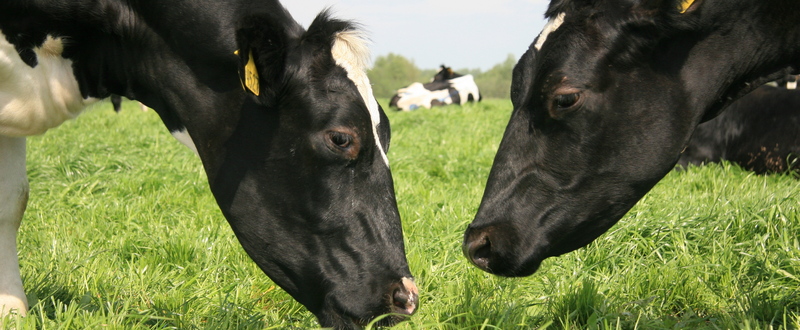 Защищенные жиры