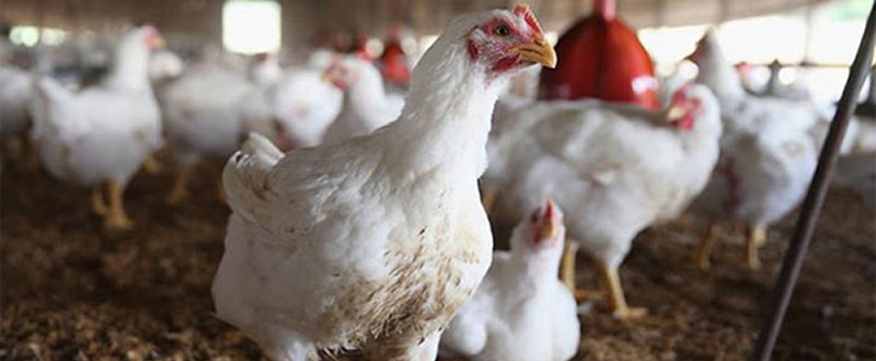 Защищенный жир в кормлении птицы