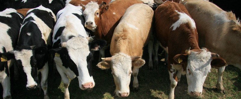 Воспроизводство стада