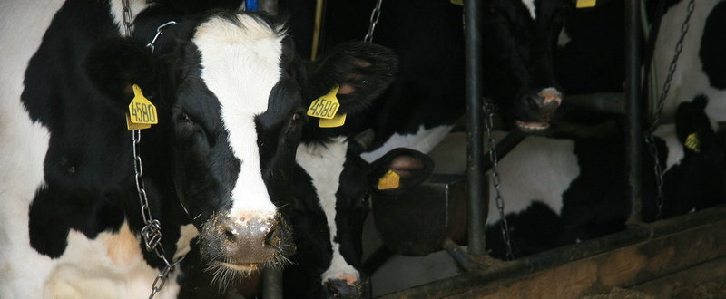 Защищенный жир и его применение в животноводстве