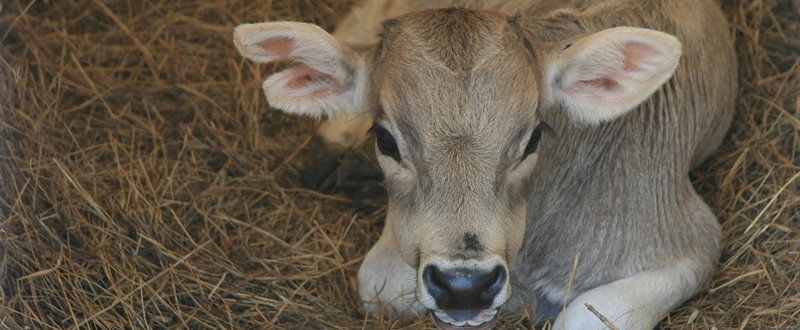 Когда начинать выпойку ЗЦМ