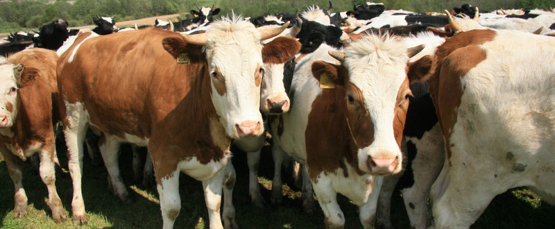 Выращивание телят с использованием сухого защищенного  жира «Нутракор»