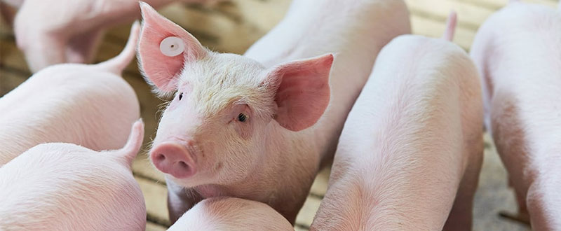 В нашем ассортименте теперь есть линейка заменителей свиноматочного молока торговой марки Denkapig (Денкапиг), по своему составу идеально подходящих для выкармливания поросят разных возрастов.